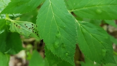 Puccinia aegopodii