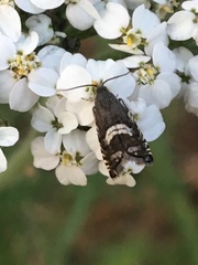 Grapholita interstinctana