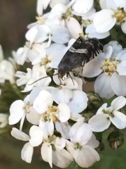 Grapholita interstinctana