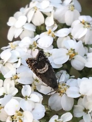 Grapholita interstinctana