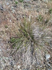 Calamagrostis ophitidis