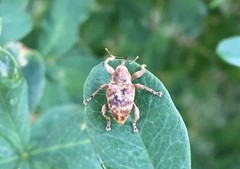 Curculio venosus