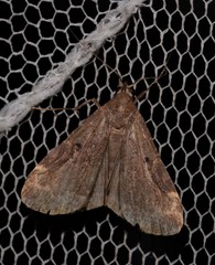 Hydrillodes funestalis