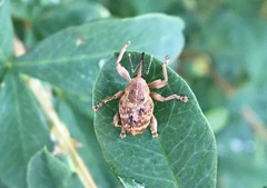 Curculio venosus