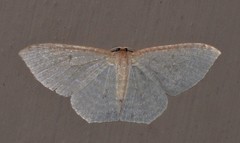Poecilasthena pulchraria
