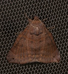 Bastilla hamatilis