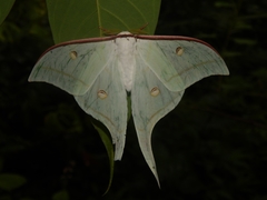 Actias selene