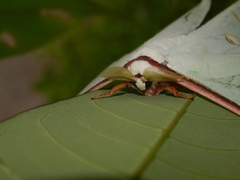 Actias selene