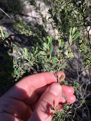 Styphelia mutica