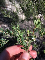 Styphelia mutica