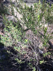 Styphelia mutica