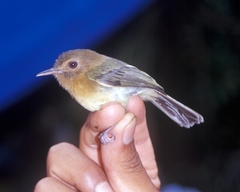 Cinnamon-Breasted Tody-Tyrant photo 2