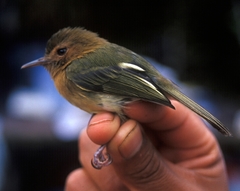 Cinnamon-Breasted Tody-Tyrant photo 3