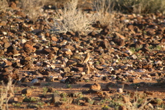 Certhilauda subcoronata
