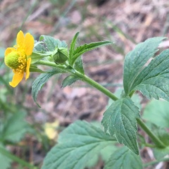 Geum aleppicum