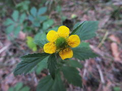 Geum aleppicum