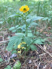 Geum aleppicum