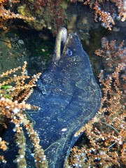 Gymnothorax pseudothyrsoideus