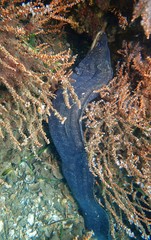 Gymnothorax pseudothyrsoideus