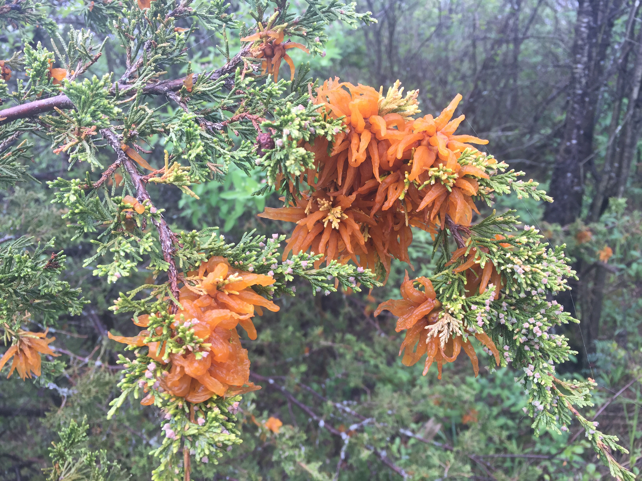 Gymnosporangium juniperi-virginianae image