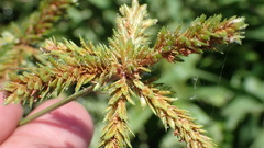Cyperus imbricatus