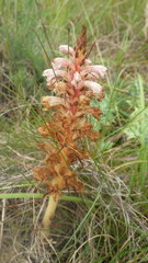 Orobanche amethystea amethystea