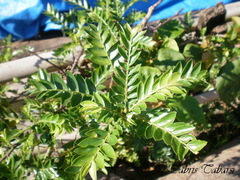 Magnoliopsida