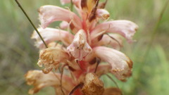 Orobanche amethystea amethystea