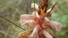 Orobanche amethystea amethystea