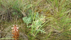 Orobanche amethystea amethystea