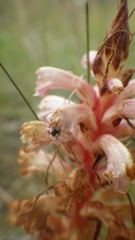 Orobanche amethystea amethystea