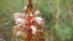 Orobanche amethystea amethystea