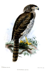 Madagascar Serpent Eagle photo 2