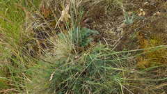 Seseli montanum