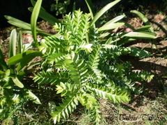 Magnoliopsida