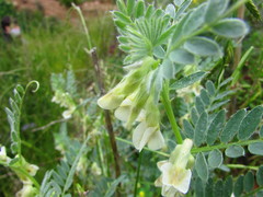 Vicia pannonica
