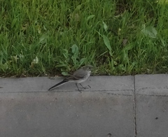 Motacilla alba