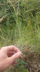 Seseli montanum