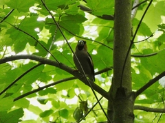 Coccothraustes coccothraustes