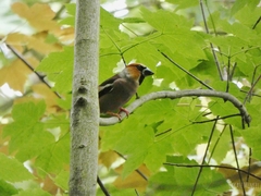 Coccothraustes coccothraustes