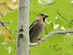 Coccothraustes coccothraustes