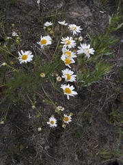 Tripleurospermum inodorum