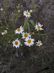 Tripleurospermum inodorum