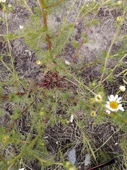 Tripleurospermum inodorum