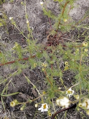 Tripleurospermum inodorum