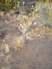 Chaenactis artemisiifolia