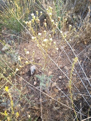 Chaenactis artemisiifolia