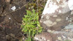 Asplenium ceterach image