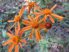 Tephroseris flammea