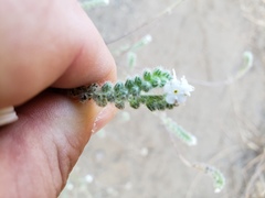 Cryptantha intermedia intermedia